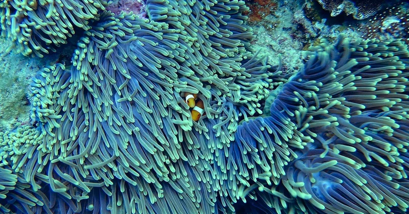 Lentilles vertes ou corail : pourquoi ce n'est pas le même plat